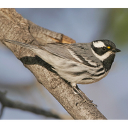 Male. Note: gray back, black throat, and yellow lores.