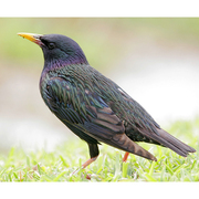 Breeding plumage. Note: yellow bill.