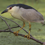 Adult. Note: stocky and short-necked.