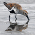 Breeding plumage. Note: black belly and reddish back.